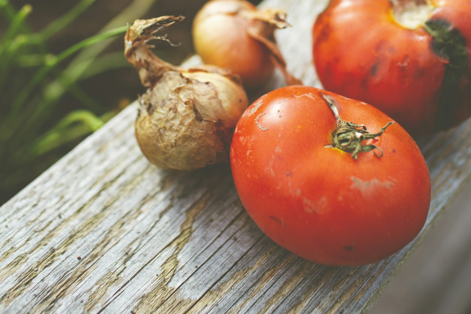 Pomodori maturi e cipolle dell'orto su un'asse di legno, ingredienti di base dell'acquacotta
